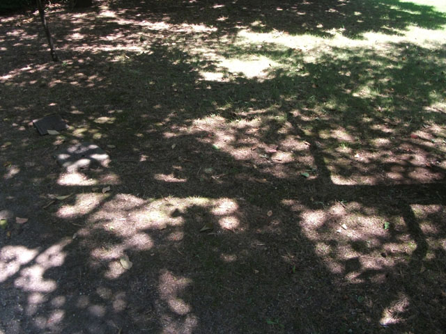 木陰の写真画像