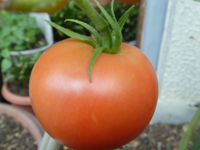 トマトの写真画像2