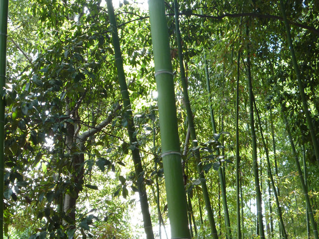 竹林の写真画像6