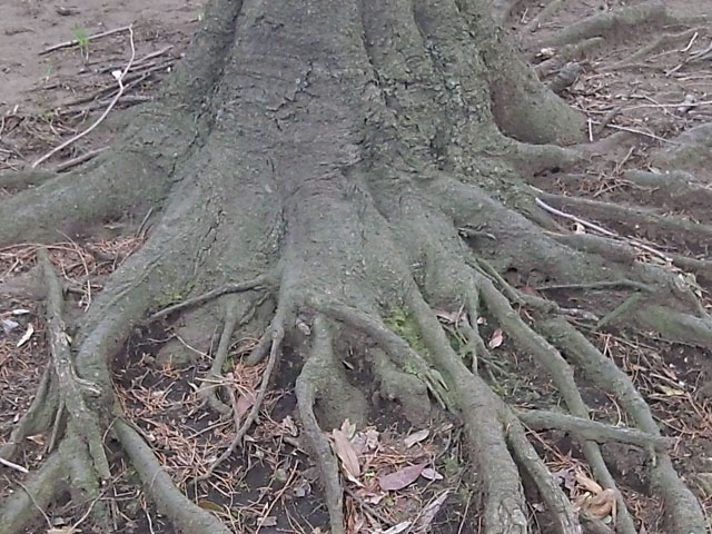 木の根っこの写真画像