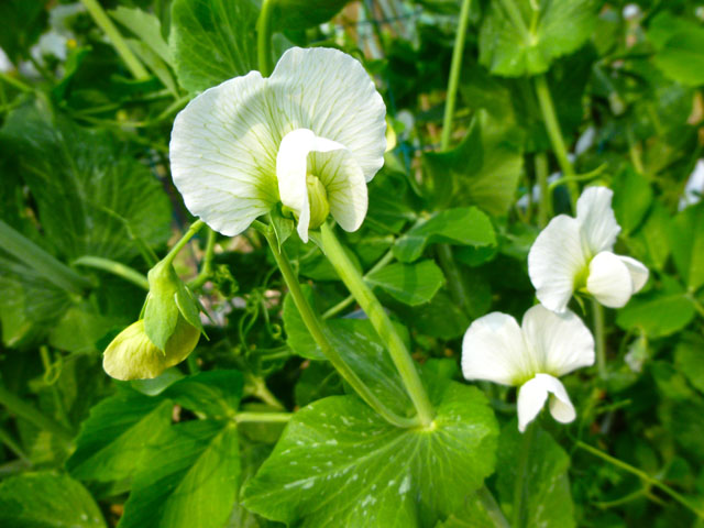 エンドウ豆の花の写真画像2