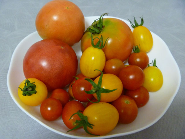 トマトの写真画像