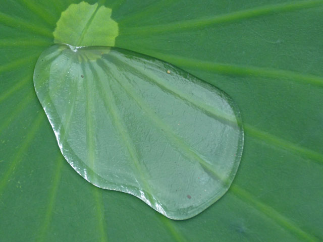 ハスの葉と水滴の写真画像