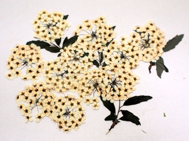 コデマリの押し花の写真画像