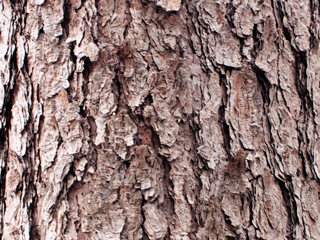 クロマツの樹皮の写真画像