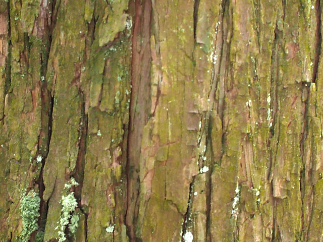 ヒノキの樹皮の写真画像