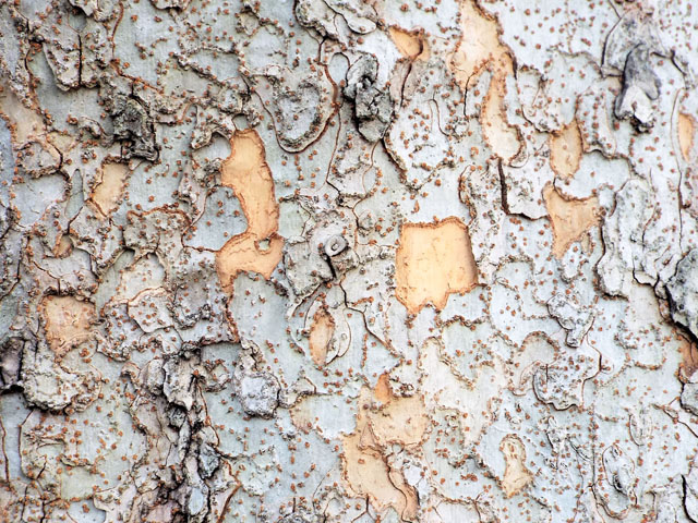 アギニレの樹皮の写真画像