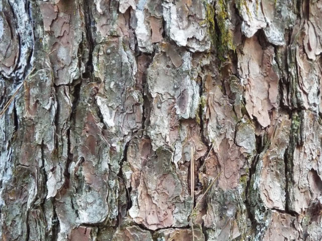 アカマツの樹皮の写真画像