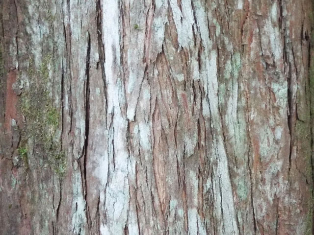ラクウショウの樹皮の写真画像