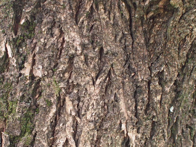 アンズの樹皮の写真画像