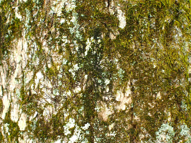 キハダの樹皮の写真画像