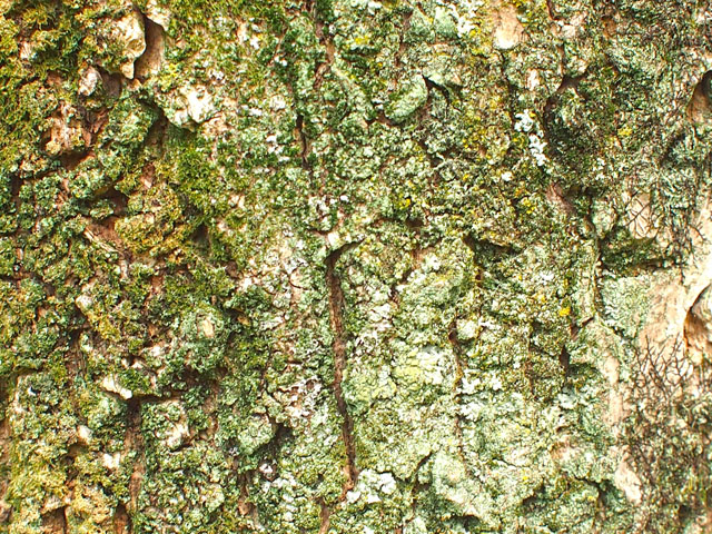 キハダの樹皮の写真画像