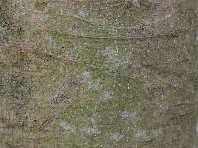 ナナミノキの樹皮の写真画像