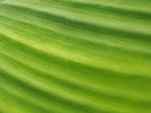 ウコンの葉の写真画像