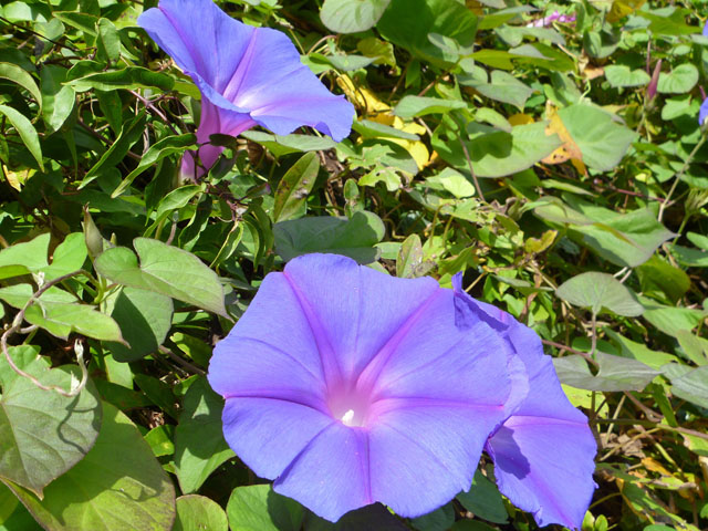 アサガオの花の写真画像3