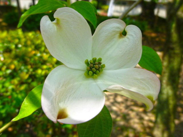 ハナミズキの花の写真画像9