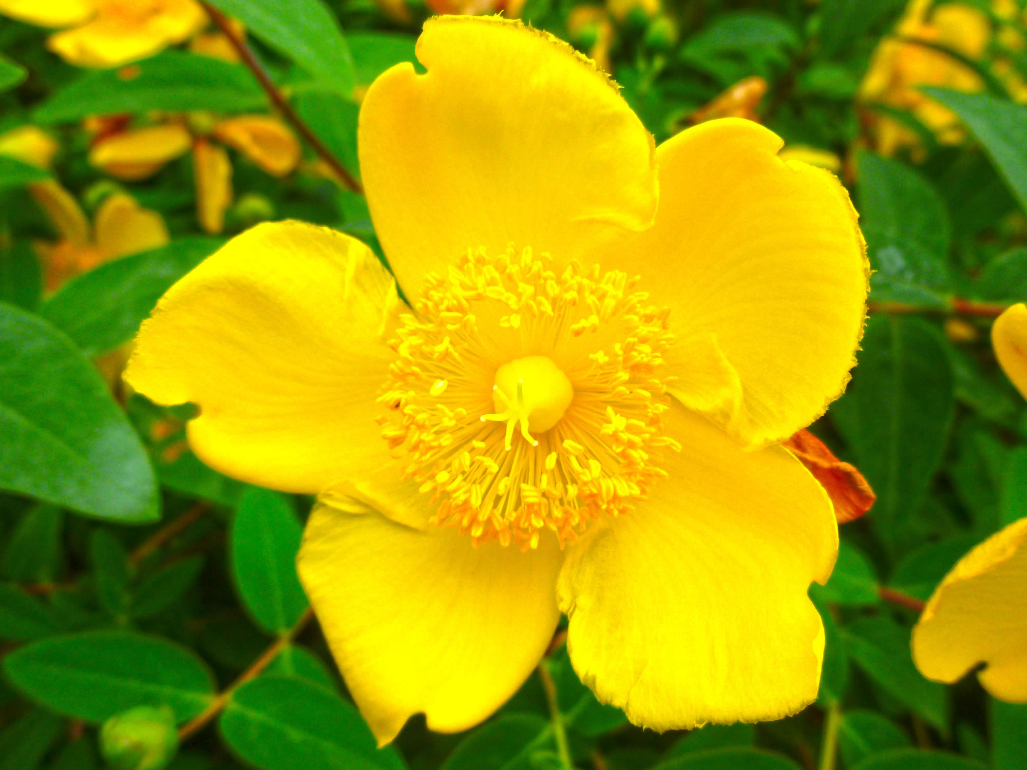 ダイリンキンシバイの花の写真画像