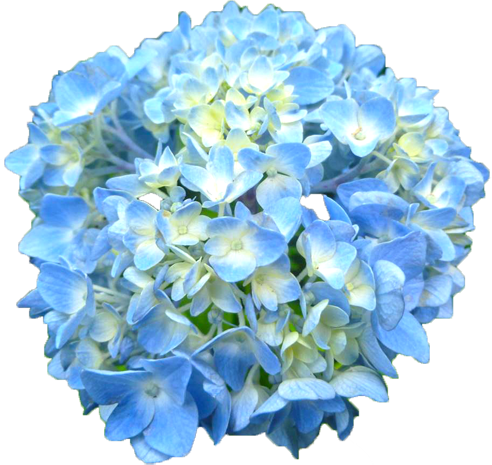 アジサイの花の切抜き（青）画像1