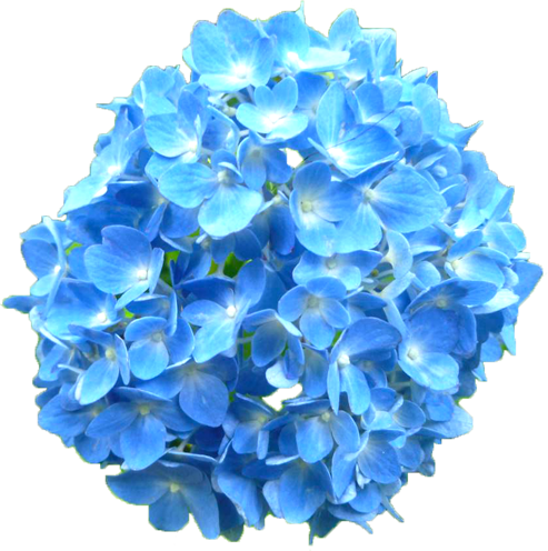 アジサイの花の切抜き（青）画像2