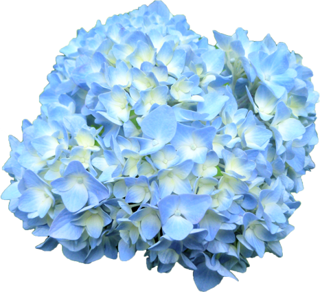 アジサイの花の切抜き（青）画像3