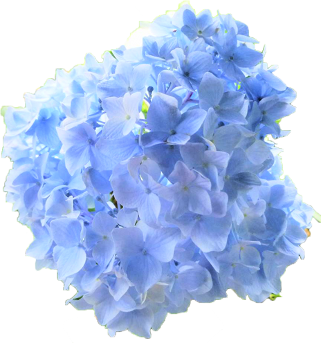 アジサイの花の切抜き（青）画像4