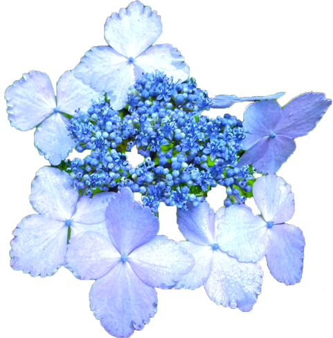 アジサイの花の切抜き（青）画像5