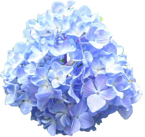 アジサイの花の切抜き（青）画像6