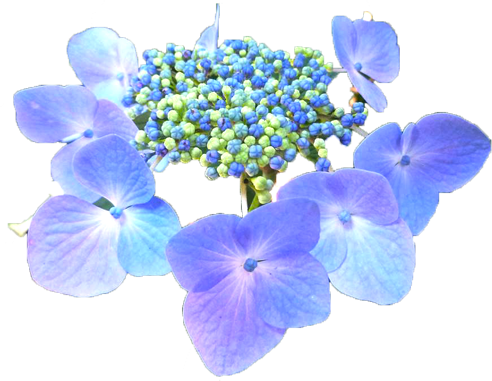 アジサイの花の切抜き（青）画像7