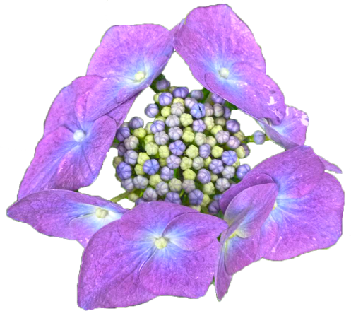 アジサイの花の切抜き（青紫）画像1
