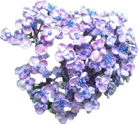 アジサイの花の切抜き（青紫）画像2