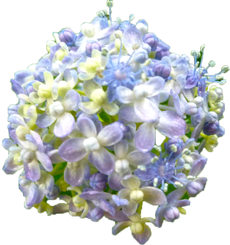 アジサイの花の切抜き（青紫）画像3