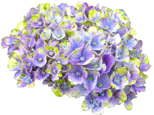 アジサイの花の切抜き（青紫）画像4