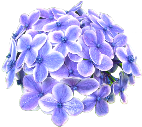 アジサイの花の切抜き（青紫）画像5