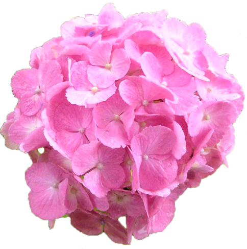 アジサイの花の切抜き（ピンク）画像1