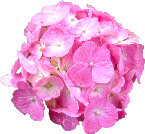 アジサイの花の切抜き（ピンク）画像2