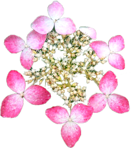 アジサイの花の切抜き（ピンク）画像4