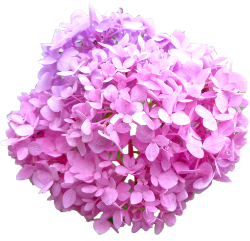 アジサイの花の切抜き（ピンク）画像5