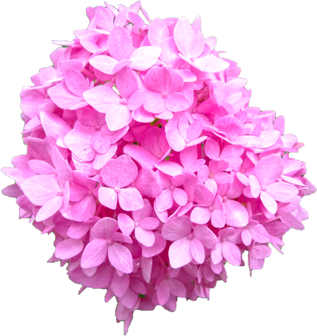 アジサイの花の切抜き（ピンク）画像6