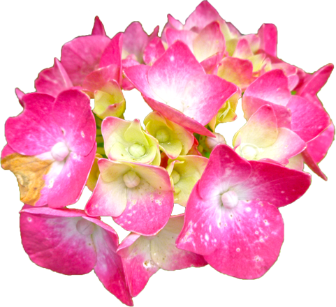 アジサイの花の切抜き（ピンク）画像7