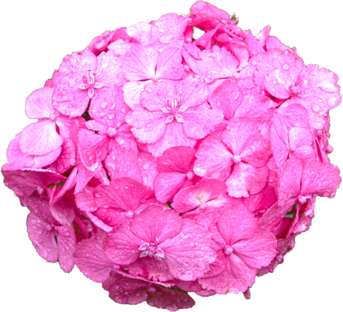 アジサイの花の切抜き（ピンク）画像8