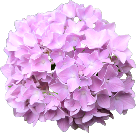 アジサイの花の切抜き（赤紫）画像2