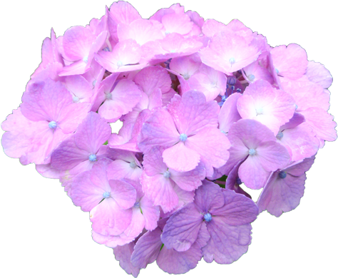 アジサイの花の切抜き（赤紫）画像4