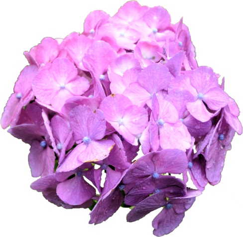 アジサイの花の切抜き（赤紫）画像5