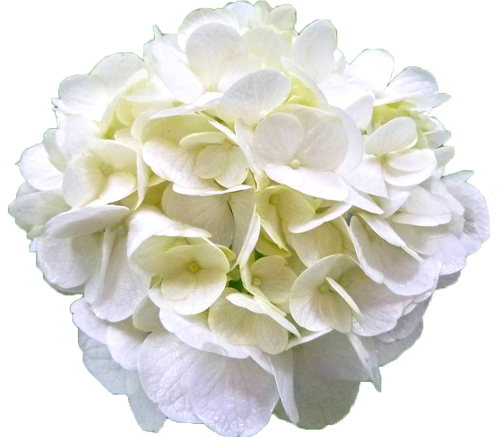 アジサイの花の切抜き（白）画像1