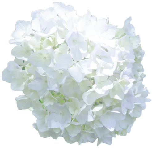 アジサイの花の切抜き（白）画像2