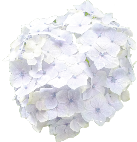 アジサイの花の切抜き（白）画像3
