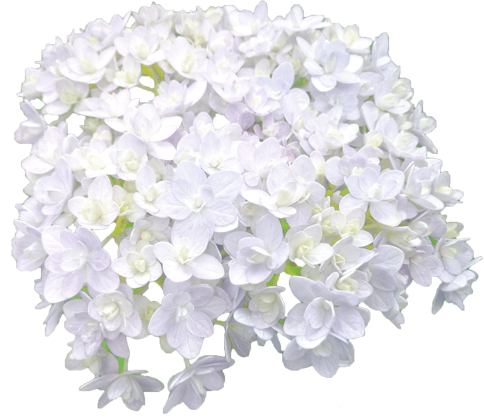 アジサイの花の切抜き（白）画像4
