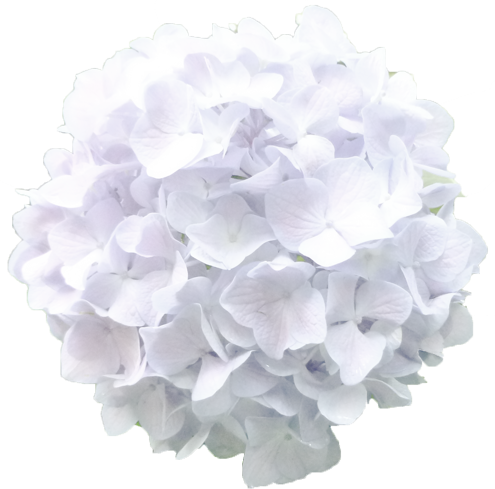 アジサイの花の切抜き（白）画像5