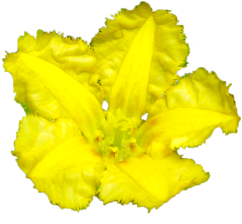 アサザの花の切抜き画像1