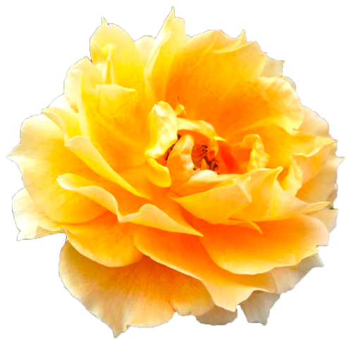 オレンジ色のバラの花の切抜き画像4